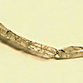 rotile necklaces