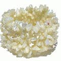 11247: Beaded white mother-of-pearl  stretch bracelets